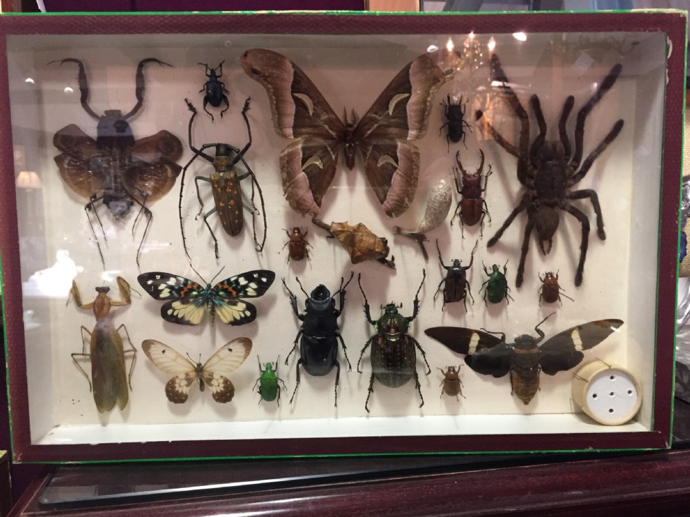 Specimen Display of Insects Including Tarantula Early 20th Century