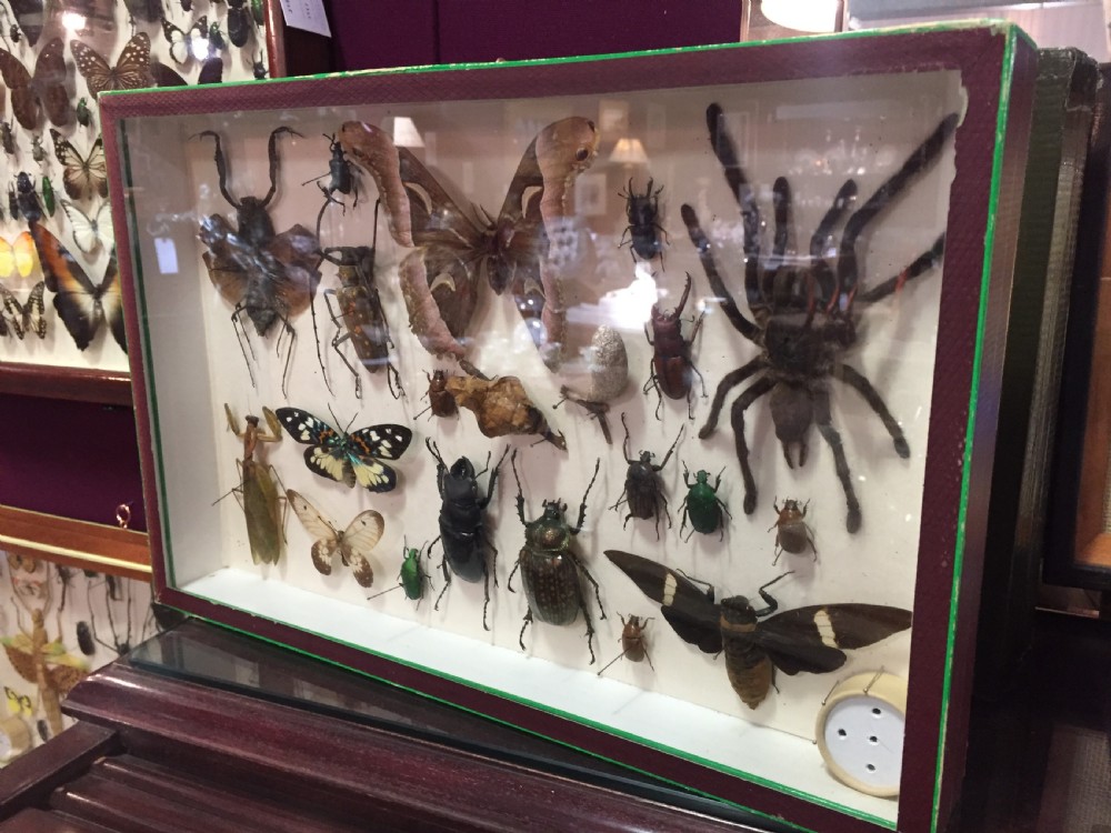Specimen Display of Insects Including Tarantula Early 20th Century View II