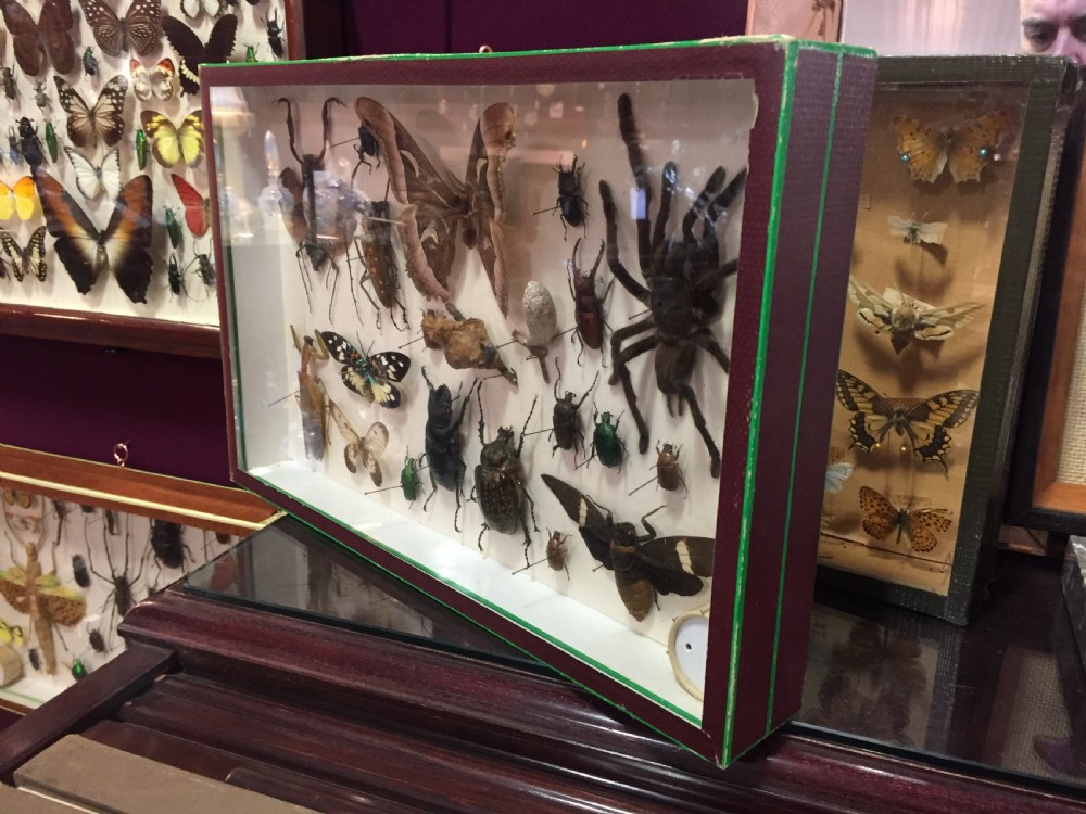 Specimen Display of Insects Including Tarantula Early 20th Century View V
