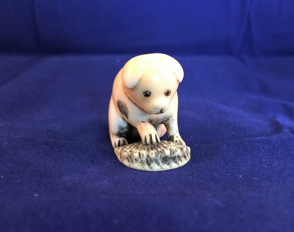 Meiji Period Ivory Netsuke of Puppy Holding an Abalone Shell View II