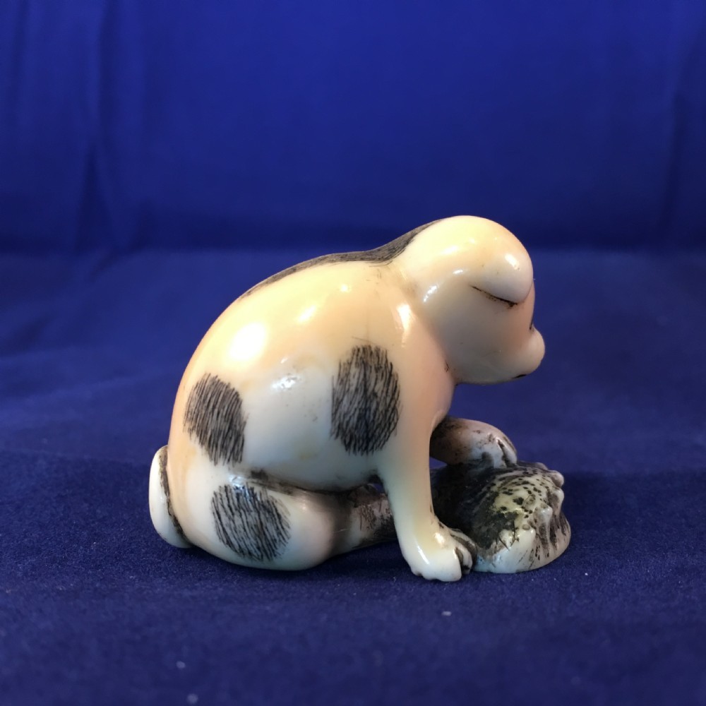 Meiji Period Ivory Netsuke of Puppy Holding an Abalone Shell View III