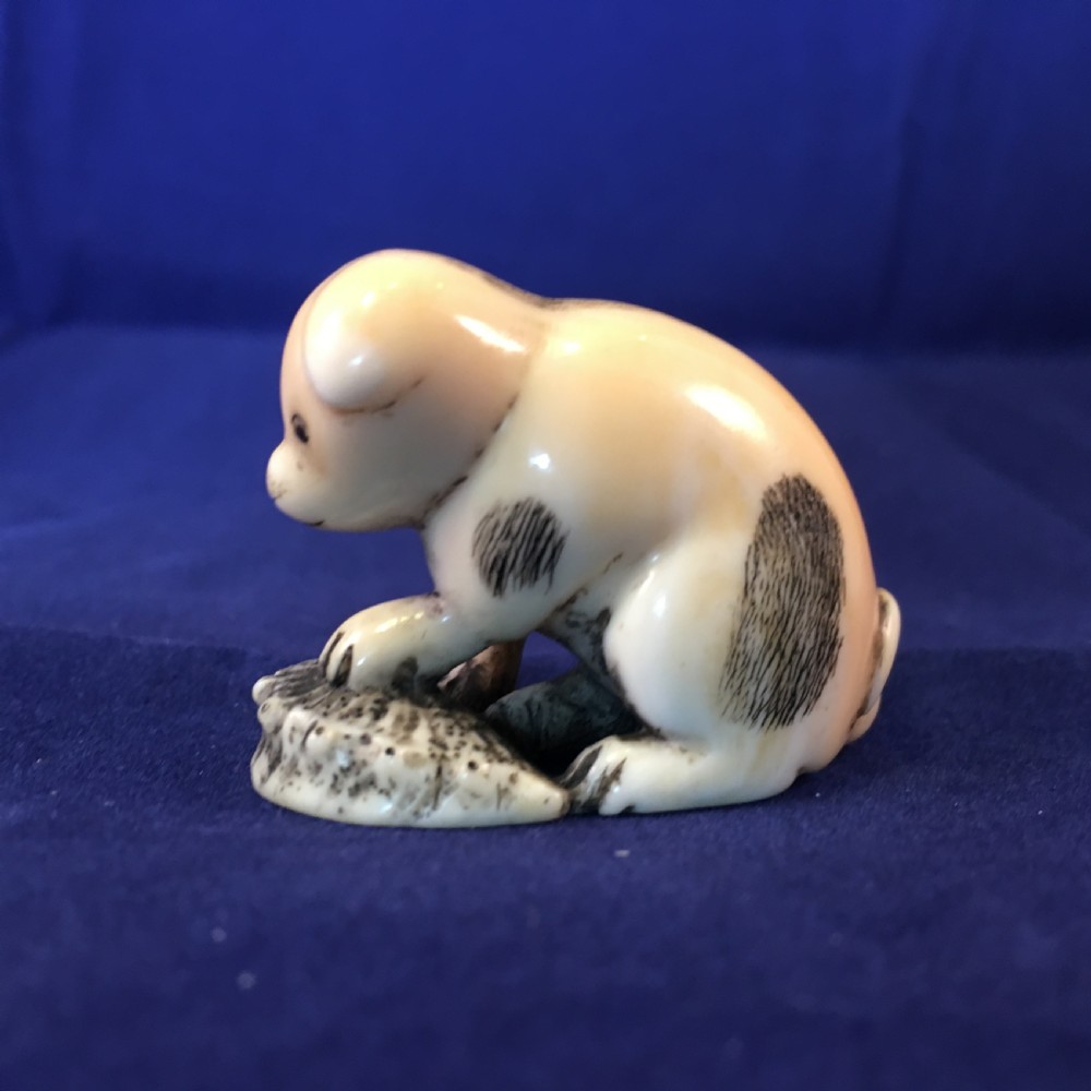 Meiji Period Ivory Netsuke of Puppy Holding an Abalone Shell View IV
