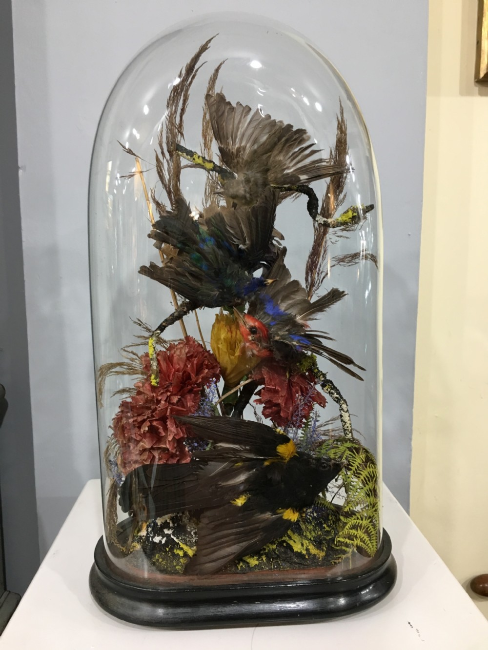Victorian Colourful Birds in Dome
