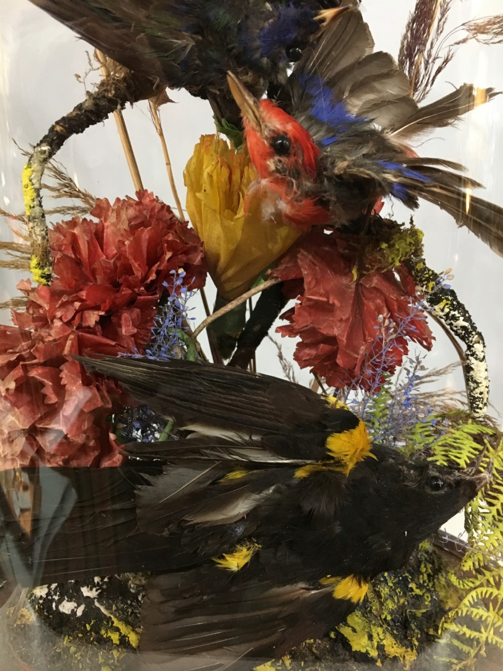 Victorian Colourful Birds in Dome View II