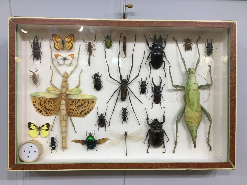 French Insect Collection Early C20th View II