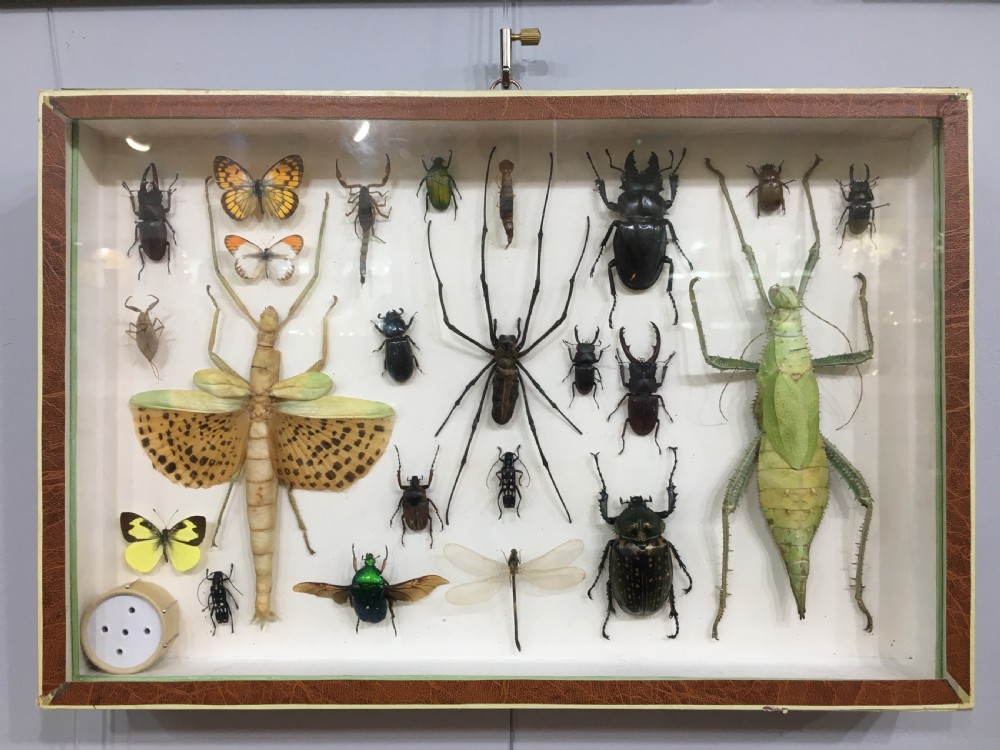 French Insect Collection Early C20th