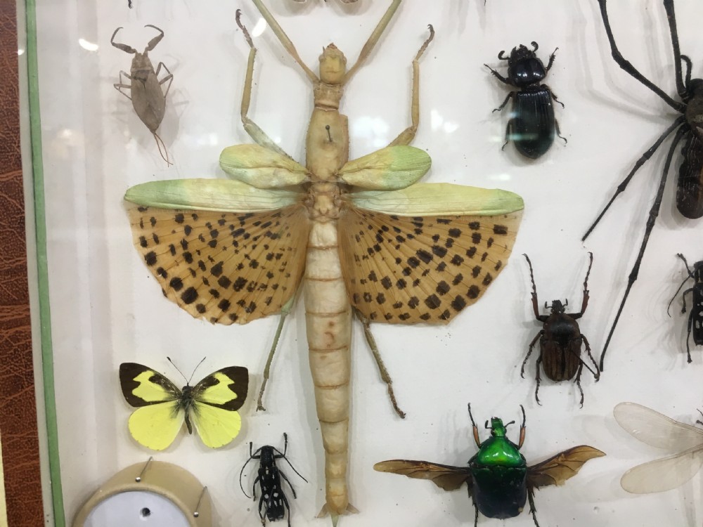 French Insect Collection Early C20th View III