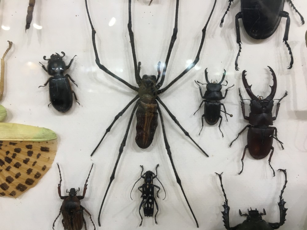 French Insect Collection Early C20th View IV