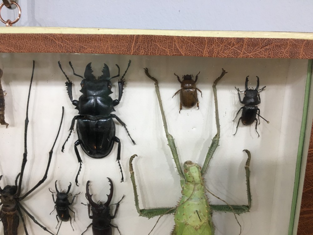 French Insect Collection Early C20th View VI