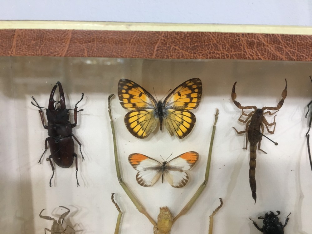 French Insect Collection Early C20th View VII