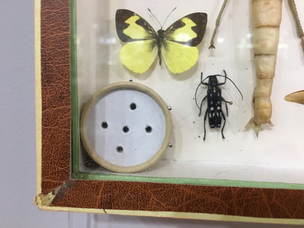 French Insect Collection Early C20th View VIII