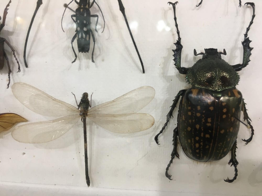 French Insect Collection Early C20th View IX