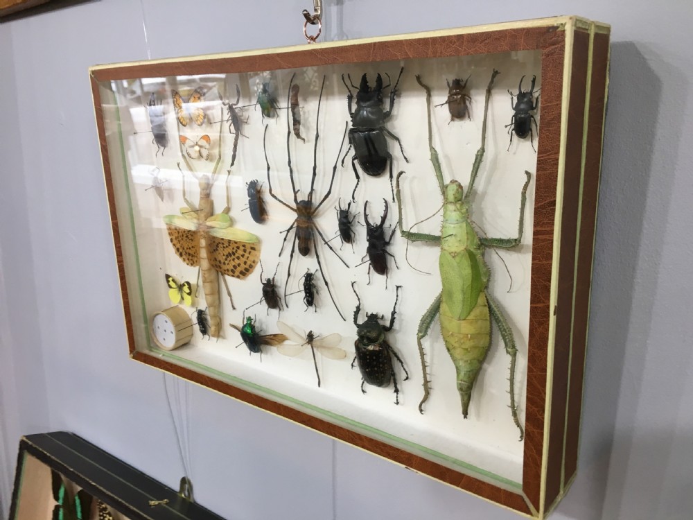 French Insect Collection Early C20th View X