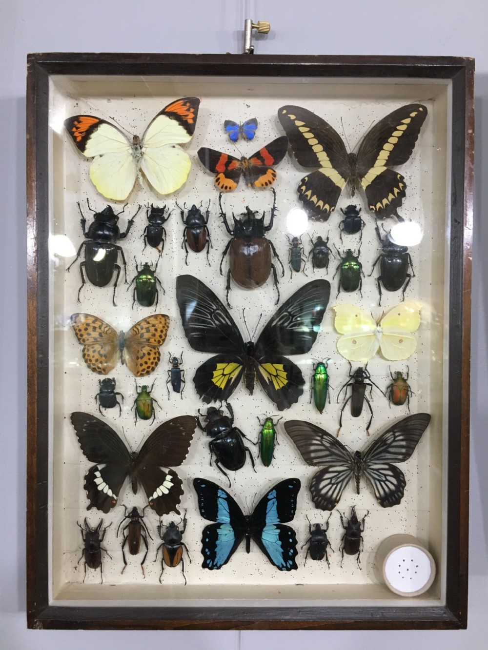 Vintage Collection of Exotic Insects c1930