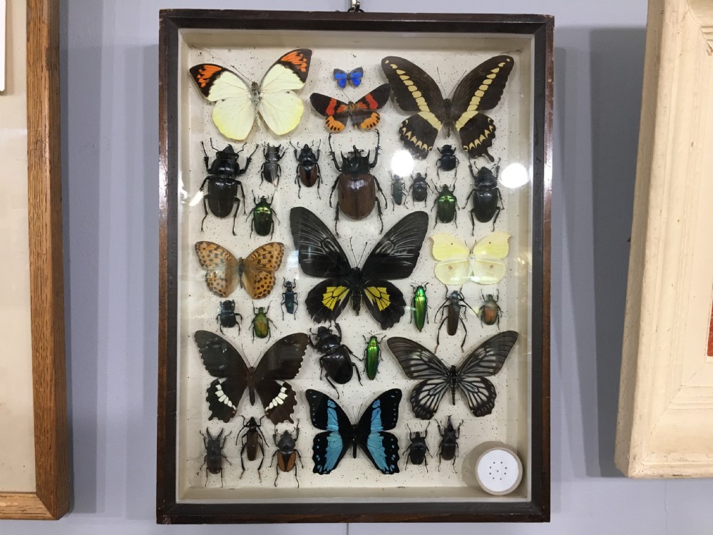 Vintage Collection of Exotic Insects c1930 View II