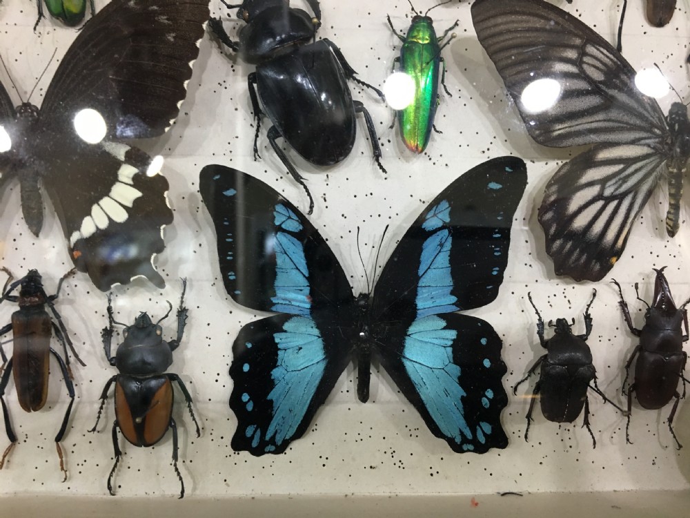 Vintage Collection of Exotic Insects c1930 View III