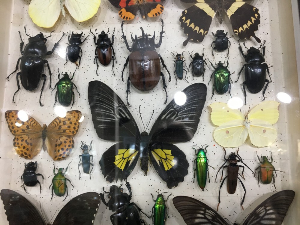 Vintage Collection of Exotic Insects c1930 View IV