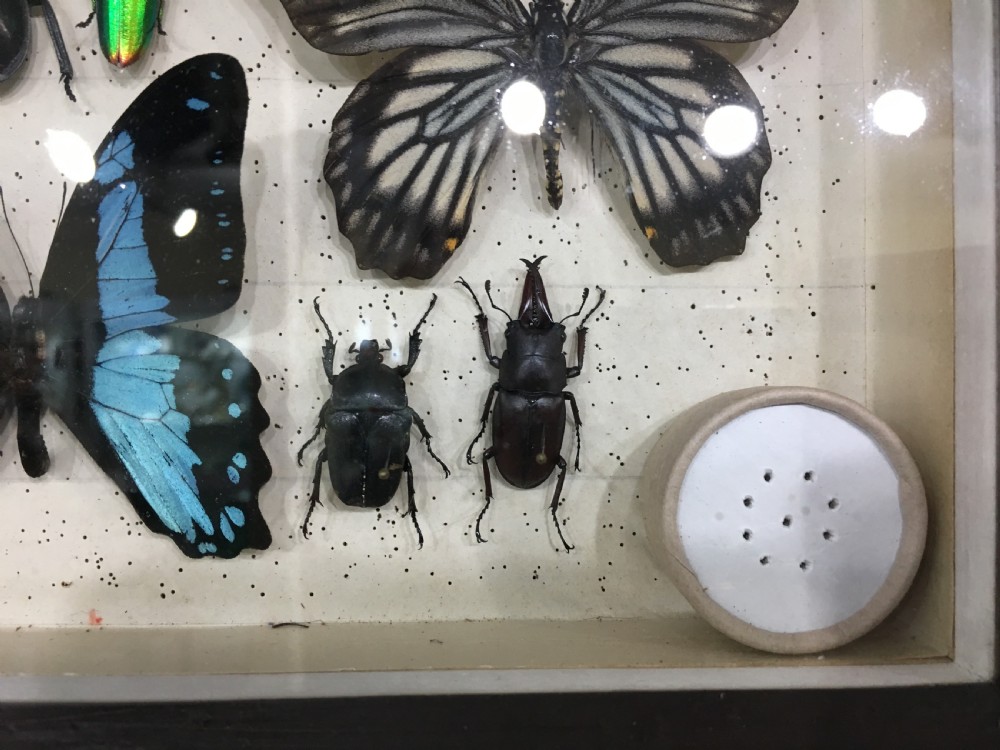 Vintage Collection of Exotic Insects c1930 View V