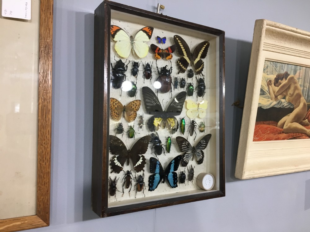 Vintage Collection of Exotic Insects c1930 View VI