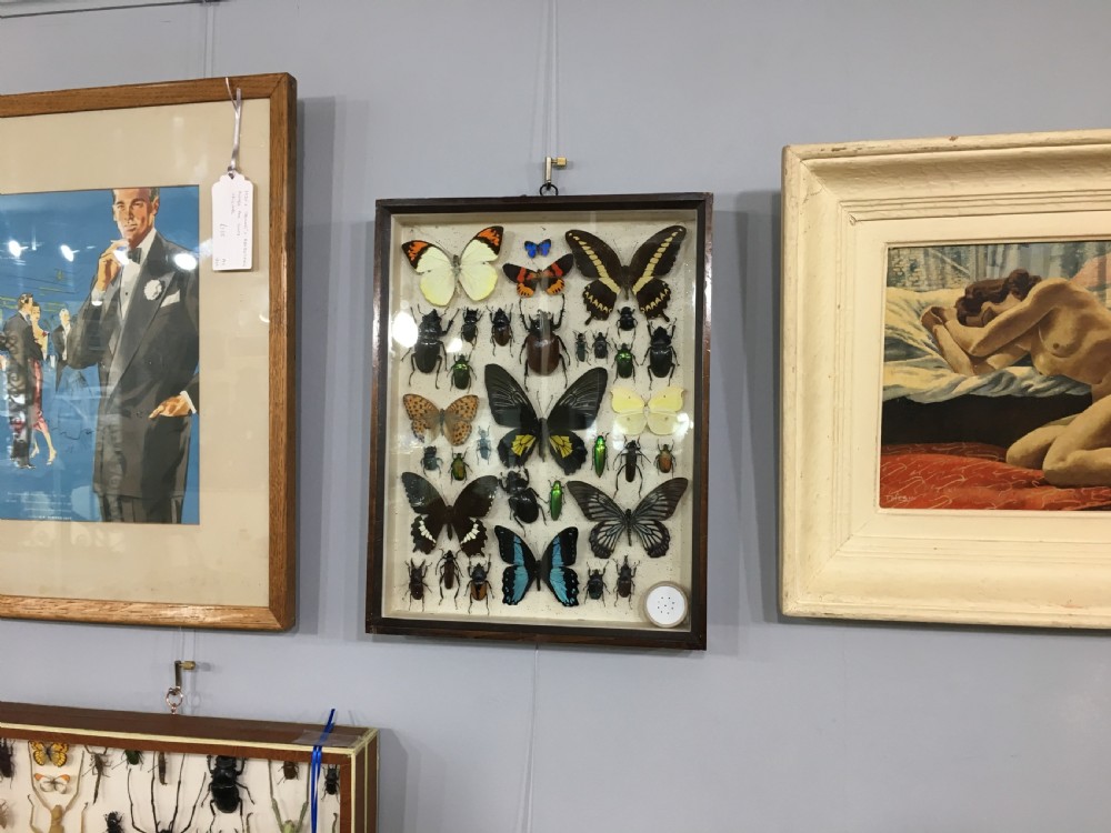 Vintage Collection of Exotic Insects c1930 View VII