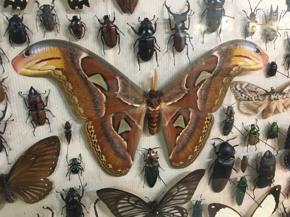 Vintage Collection of Exotic Insects c1930 View II