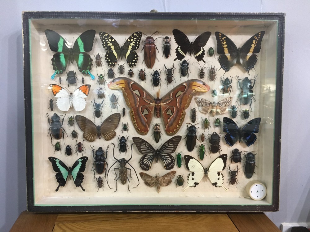 Vintage Collection of Exotic Insects c1930 View X
