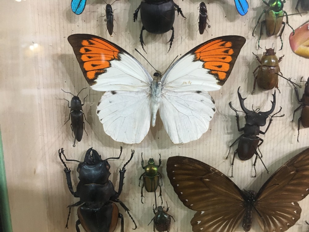 Vintage Collection of Exotic Insects c1930 View XII