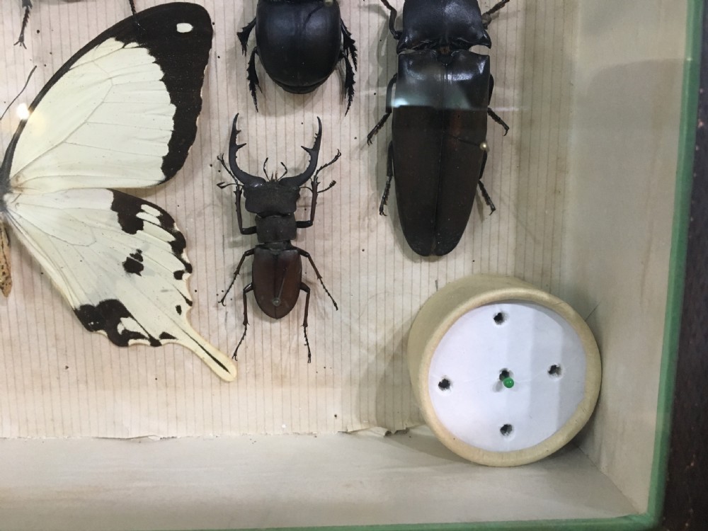 Vintage Collection of Exotic Insects c1930 View XIII