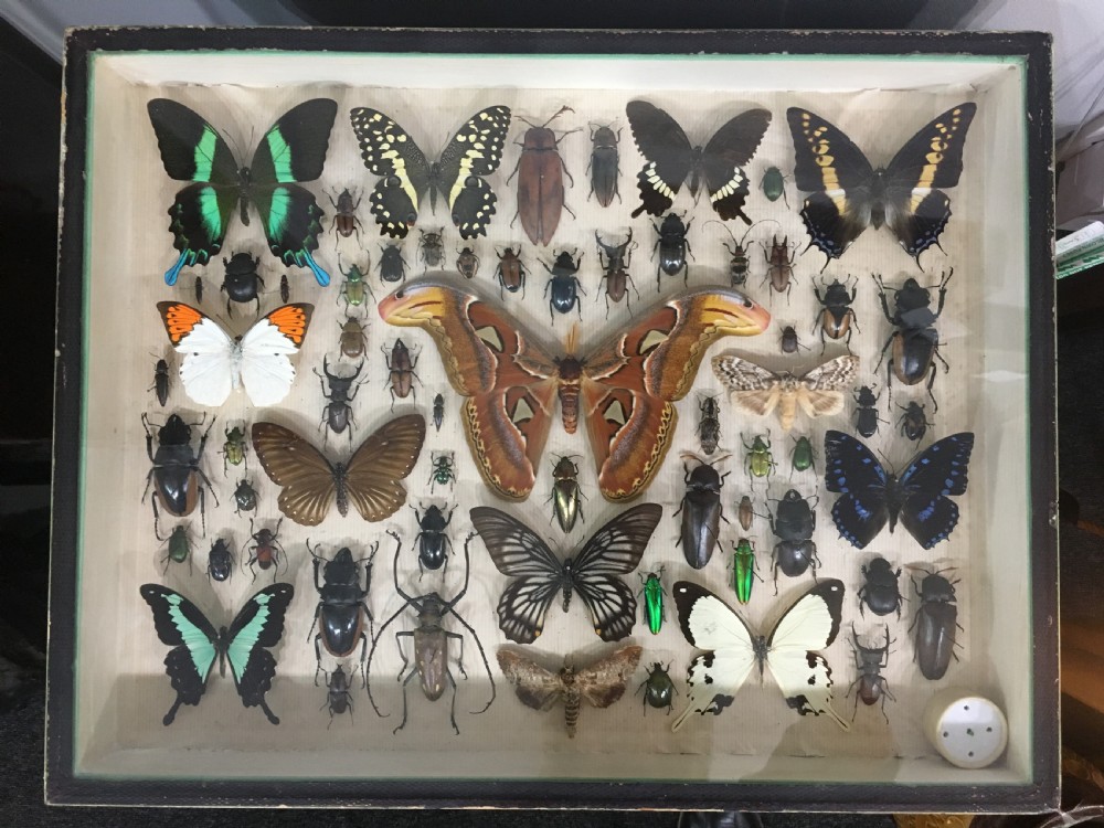 Vintage Collection of Exotic Insects c1930 View XIV