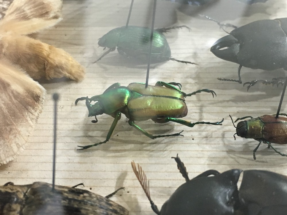 Vintage Collection of Exotic Insects c1930 View XV