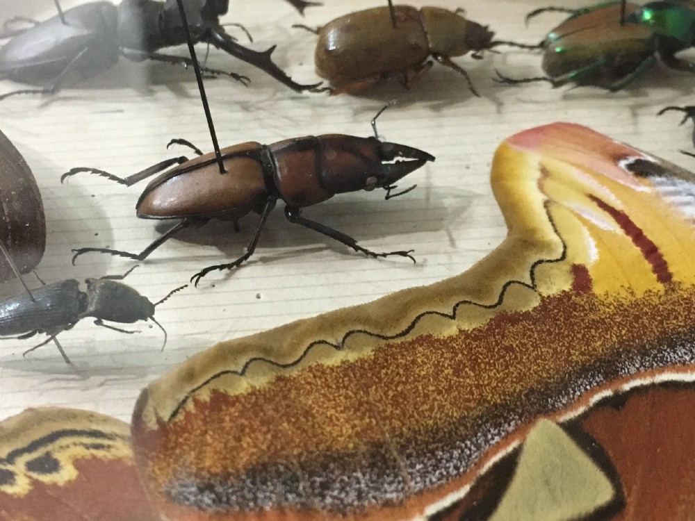 Vintage Collection of Exotic Insects c1930 View XVII