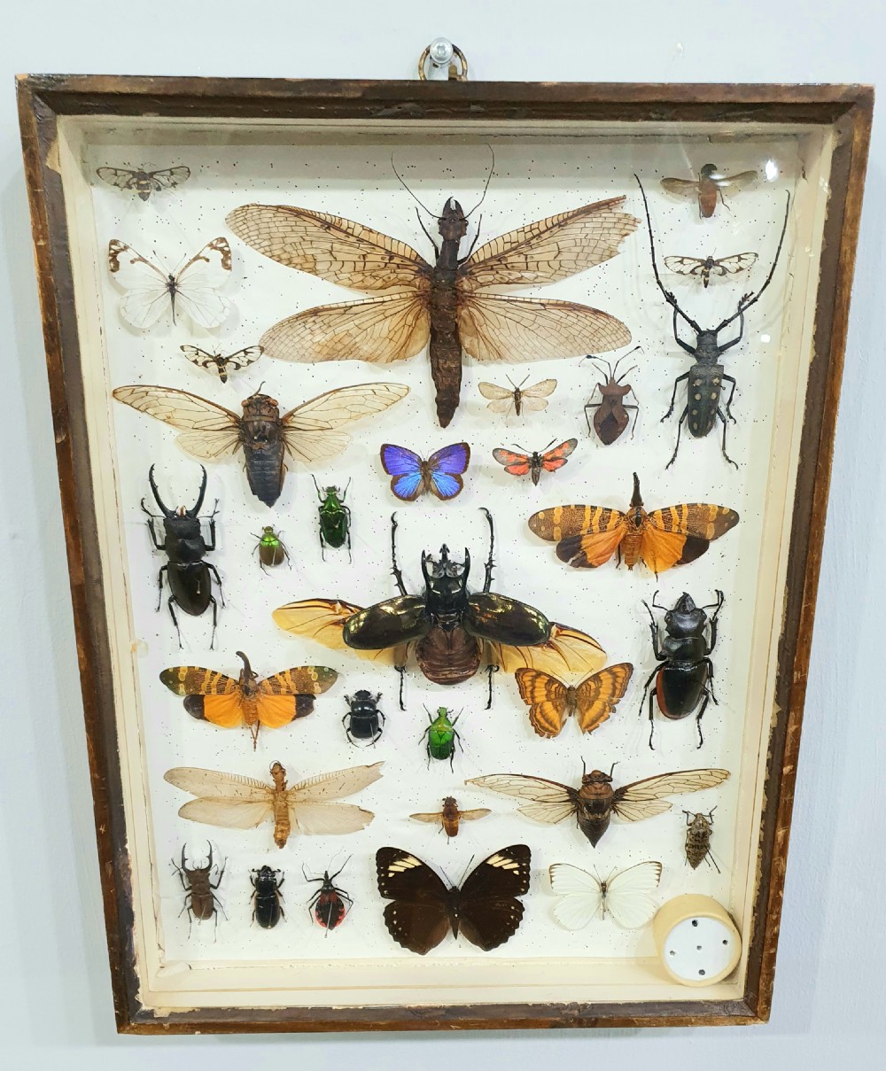 Vintage Collection of Exotic Butterflies, Bugs and Moths c.1930 View IV