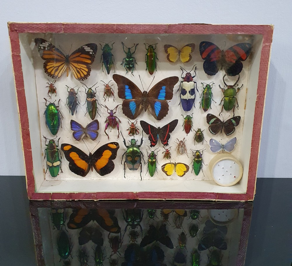Vintage Collection of the Most Colourful Insects in the World c.1930