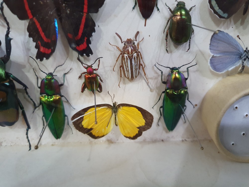 Vintage Collection of the Most Colourful Insects in the World c.1930 View VII