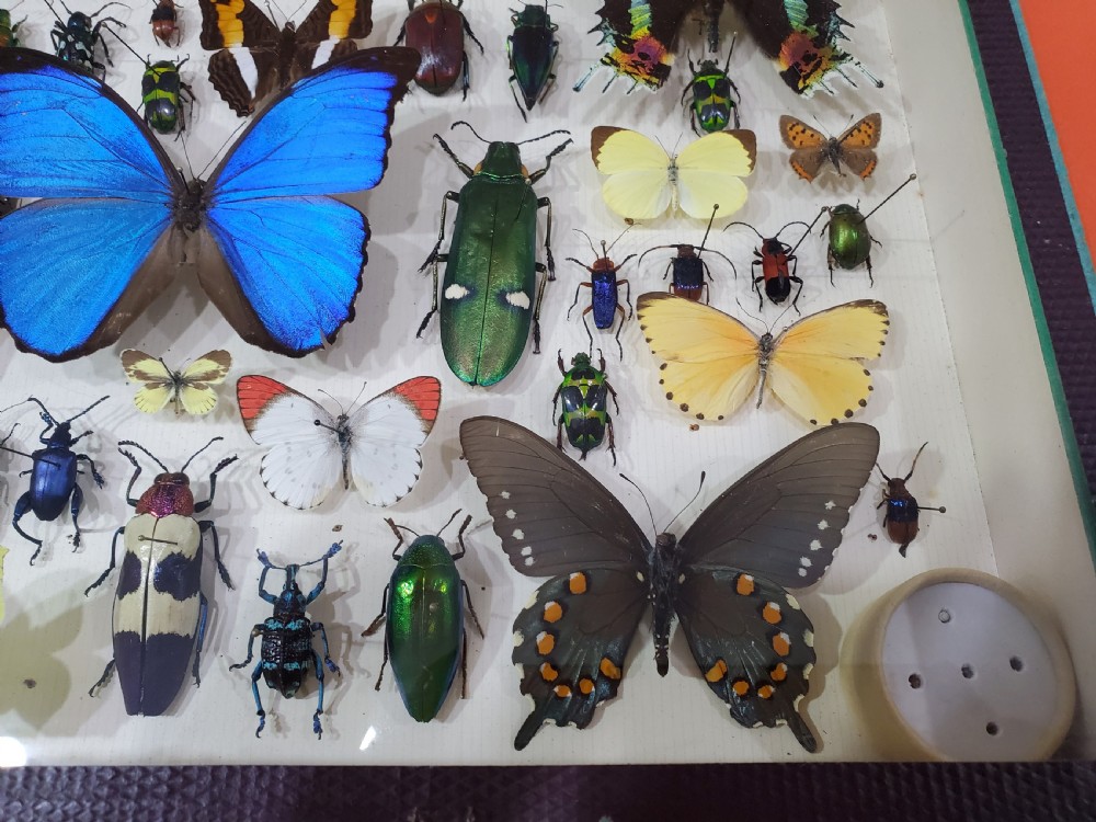 French Collection of Butterflies & Other Insects c1930 View XII