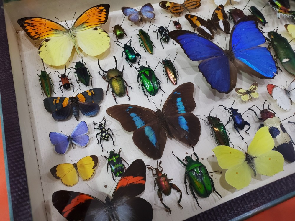 French Collection of Butterflies & Other Insects c1930 View II