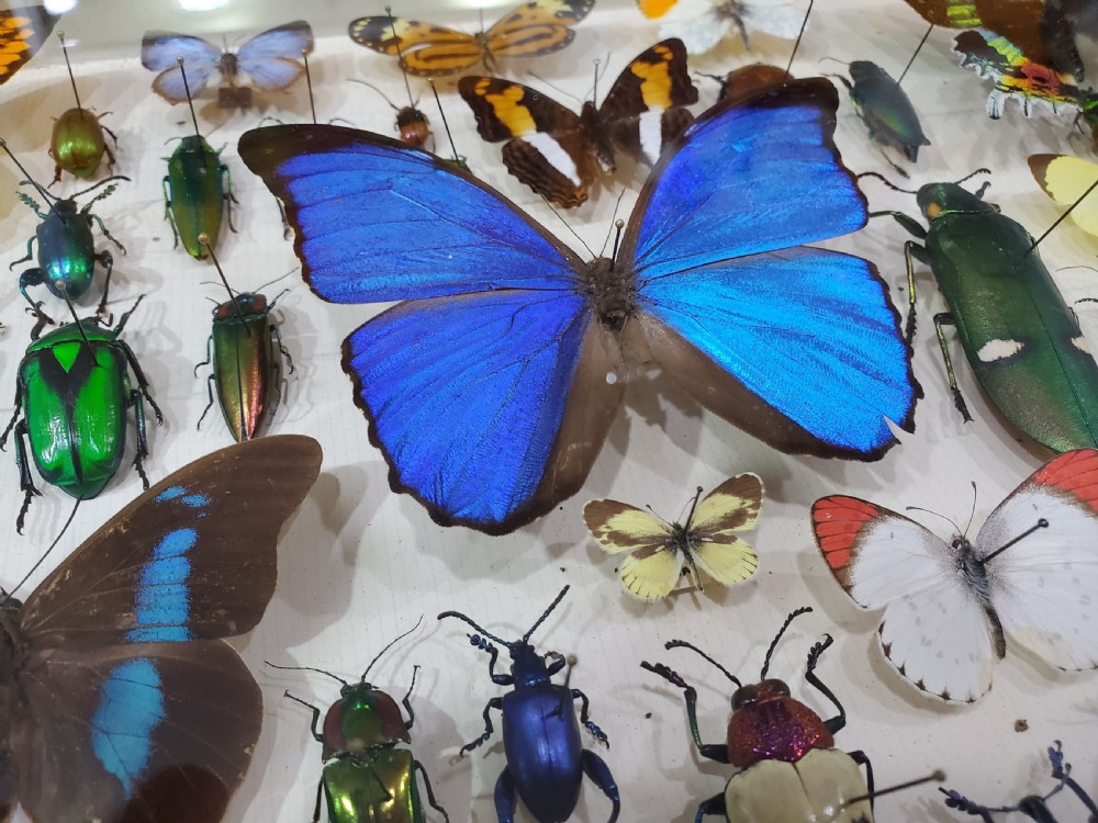 French Collection of Butterflies & Other Insects c1930 View III