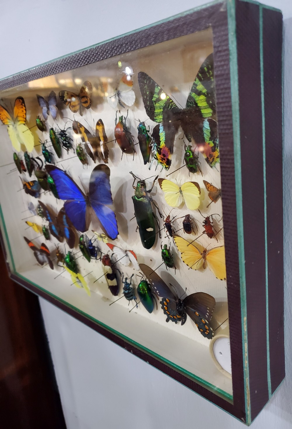 French Collection of Butterflies & Other Insects c1930 View VI
