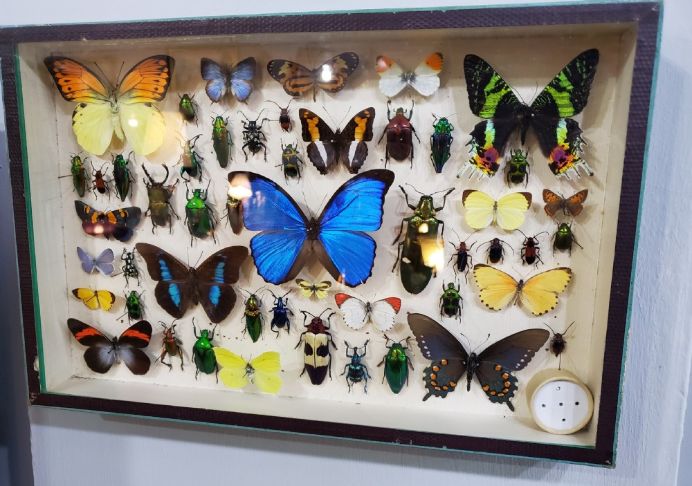 French Collection of Butterflies & Other Insects c1930 View VII