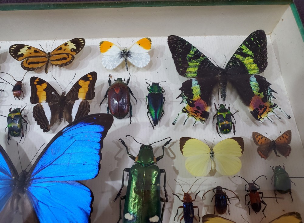 French Collection of Butterflies & Other Insects c1930 View VIII