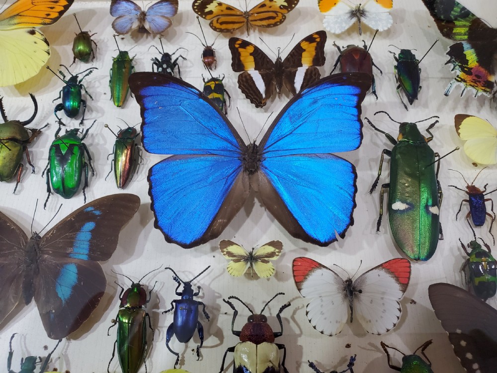 French Collection of Butterflies & Other Insects c1930 View IX