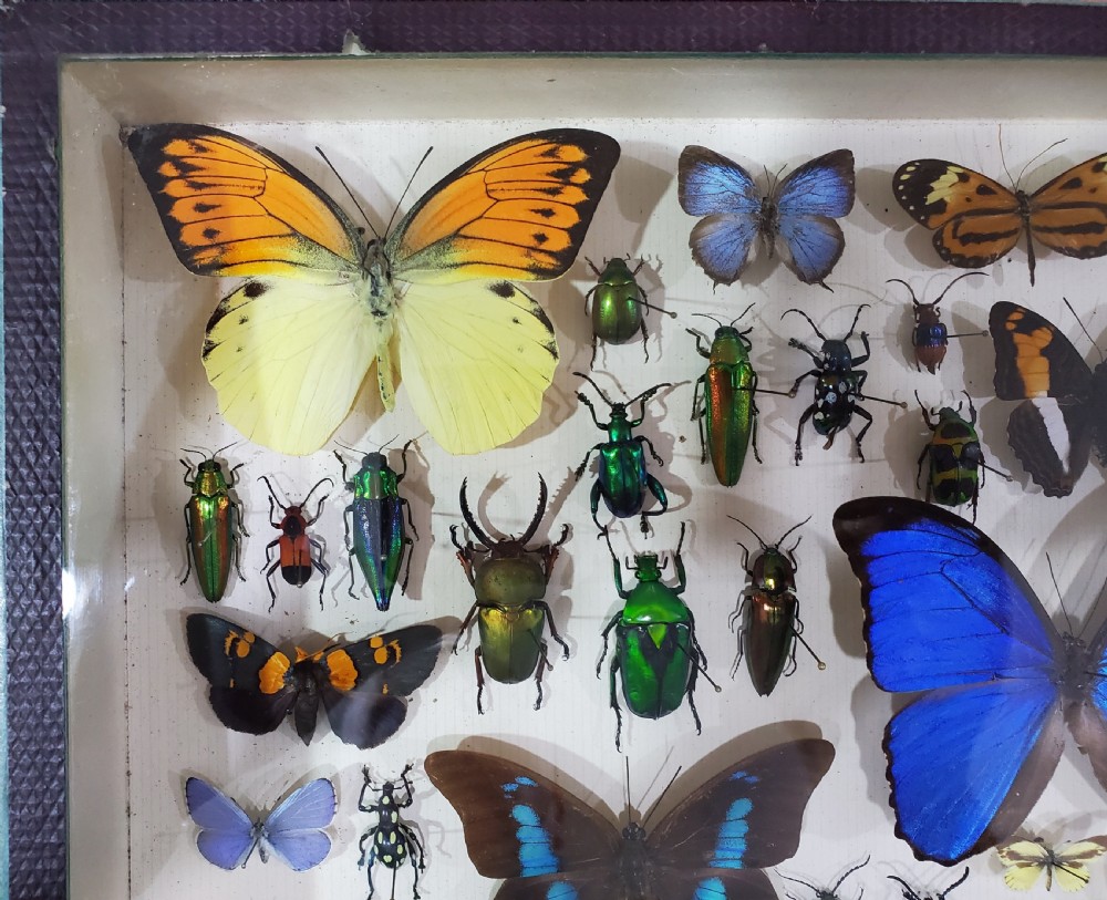 French Collection of Butterflies & Other Insects c1930 View X
