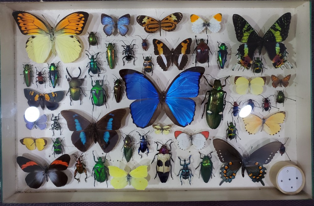French Collection of Butterflies & Other Insects c1930 View XI
