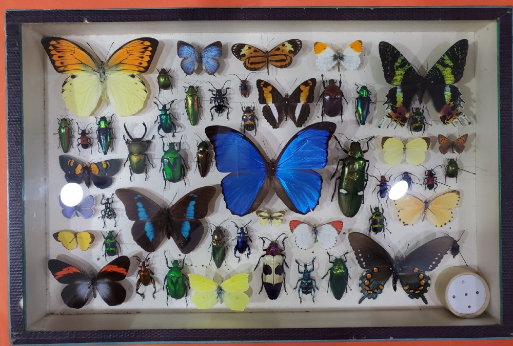 French Collection of Butterflies & Other Insects c1930