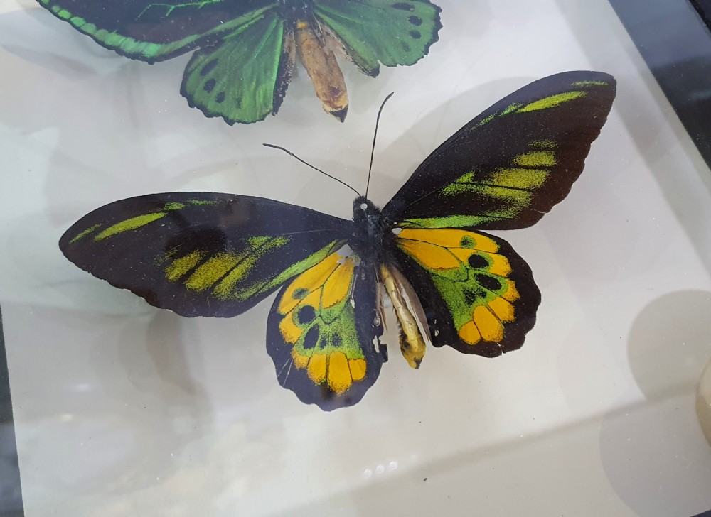 Pair of Large Mounted Butterflies c1930. View IV