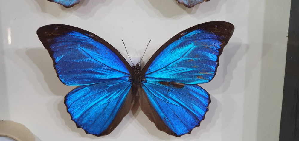 Pair of Large Mounted Butterflies c1930 View III