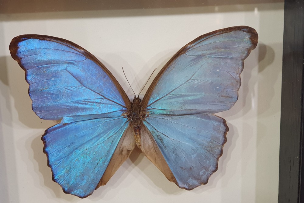 Pair of Large Mounted Butterflies c1930 View IV