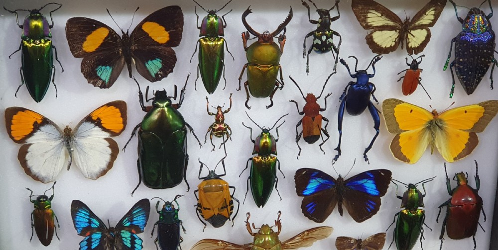 Collection of the World's Most Beautiful Insects c1930-40 View IV