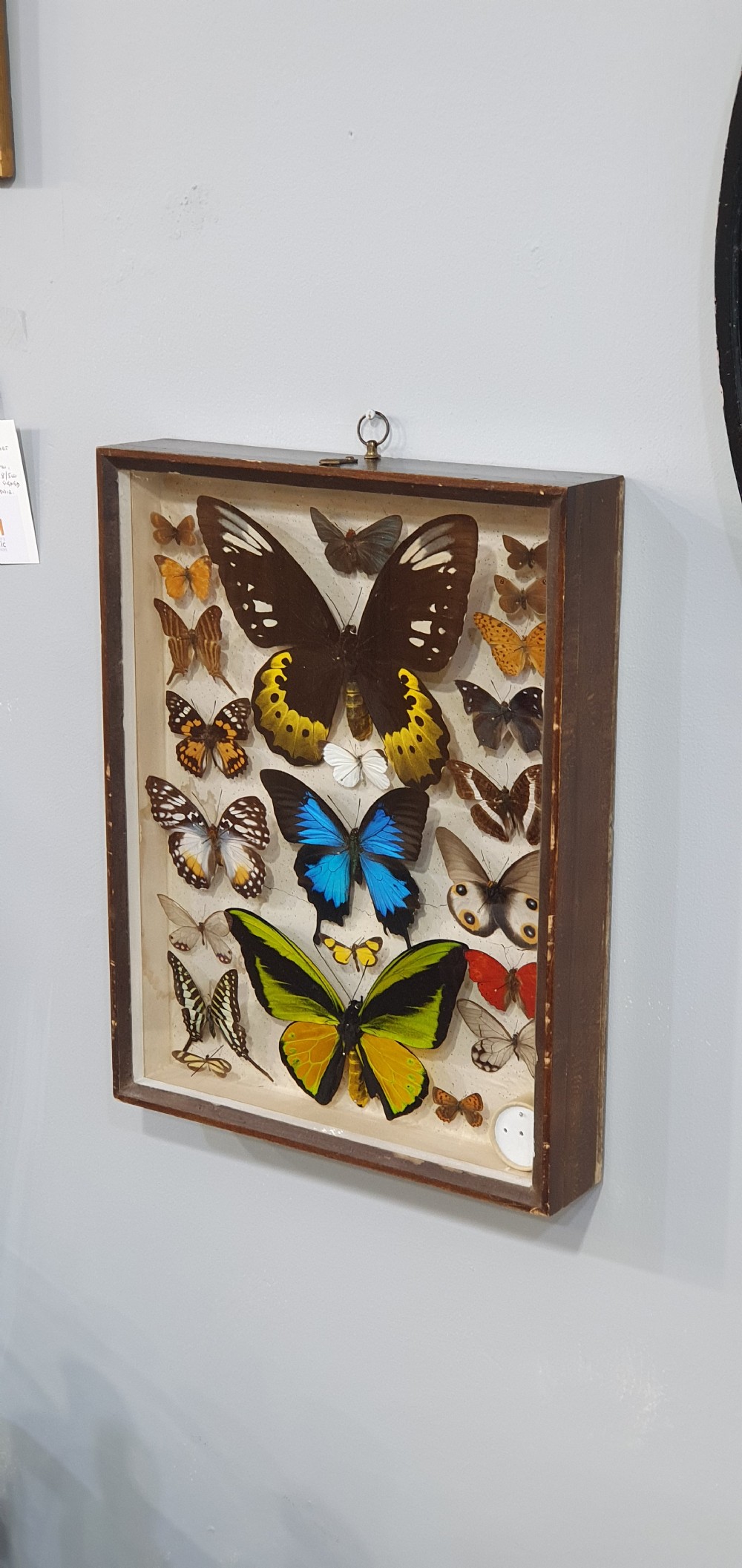 Antique Cased Butterfly Collection Some Rare Species c1930 View II