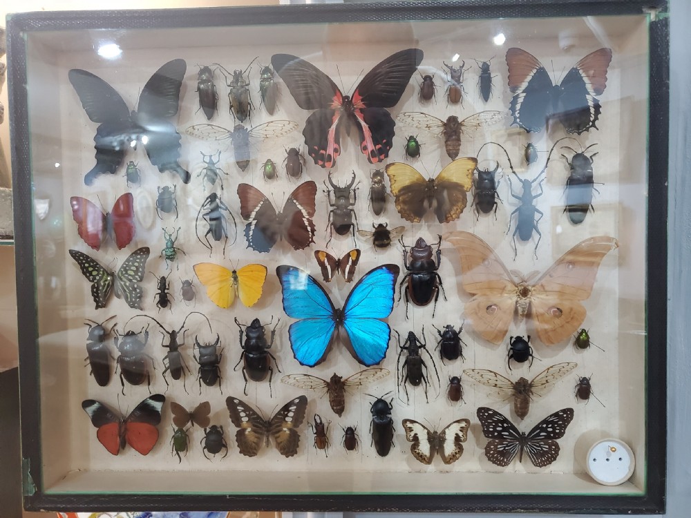 Collection of Butterflies and Other Insects Natural History Collection c.1930